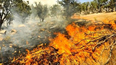 Photo of سازمان پدافند غیرعامل: علت آتش‌سوزی‌های اخیر جنگل‌ها و برخی نیروگاه‌ها حمله سایبری نبوده است